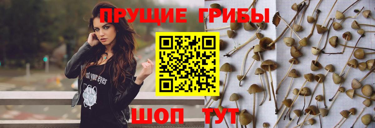 Ухта  Галлюциногенные грибы Psilocybine cubensis  где можно купить   Вход с VPN 